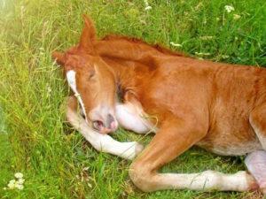 How and how much horses sleep and how to create optimal conditions for their rest