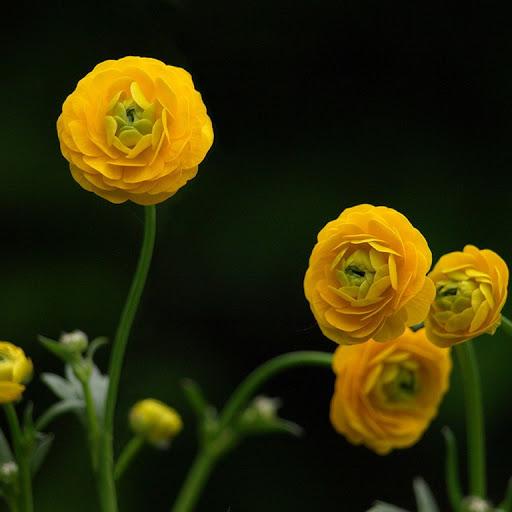 buttercups taman Acrid