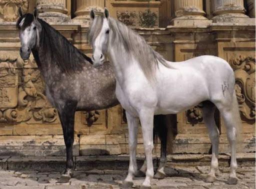 Caballo andaluz