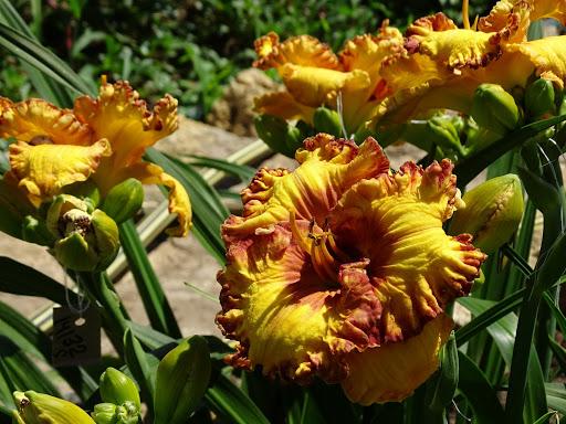 fleurs d'hémérocalles