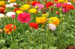 Plantation et entretien des renoncules de jardin en plein champ, culture et stockage