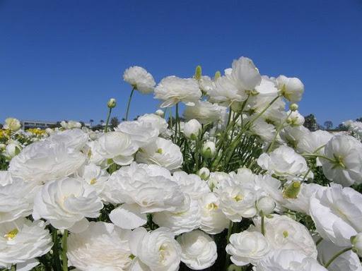 ranúnculos blancos