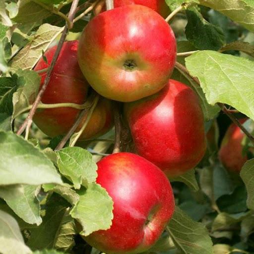 apple tree columnar ostankino