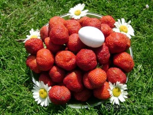 cultivo de fresas miel