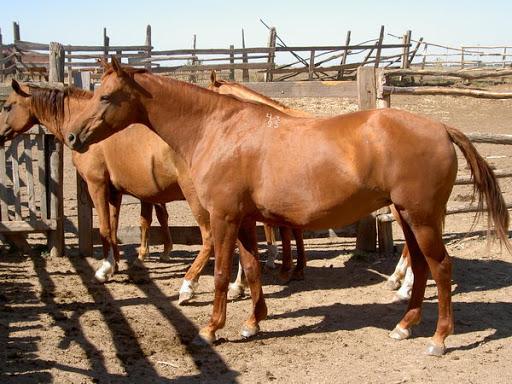 Don raza de caballo