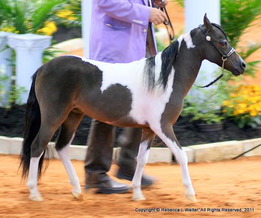 pequeño caballo