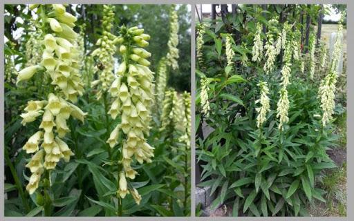 foxglove jaune