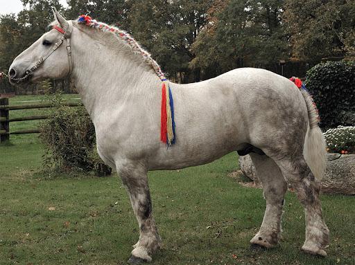 Percheron horses