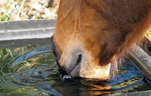 Budyonnovskaya breed of horses