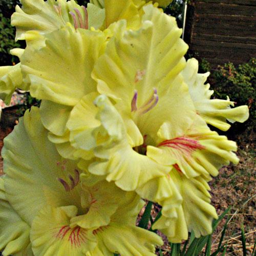  gladioli zest