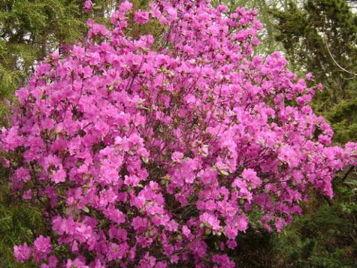 rododendros daurian