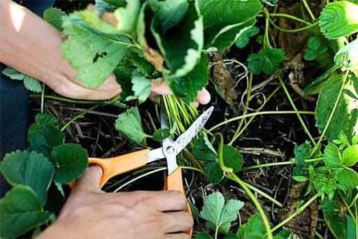 Pruning strawberries