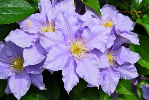 beautiful clematis