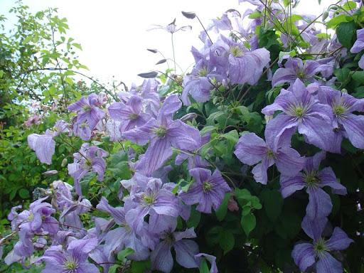 trepador clematis