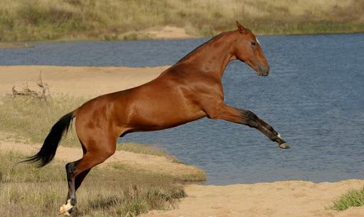 un hermoso caballo