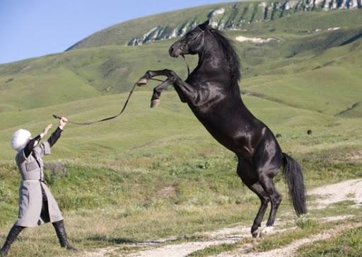 riding horse Kabardinskaya