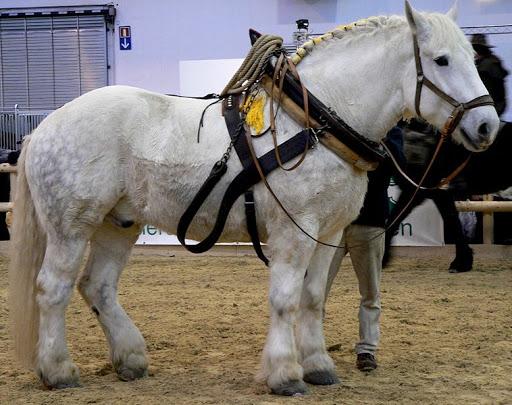 un beau cheval