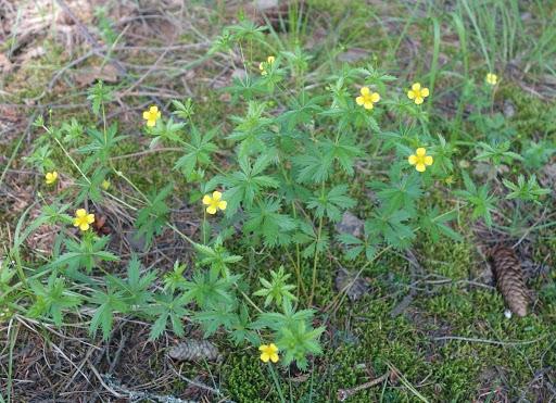 oprejst cinquefoil