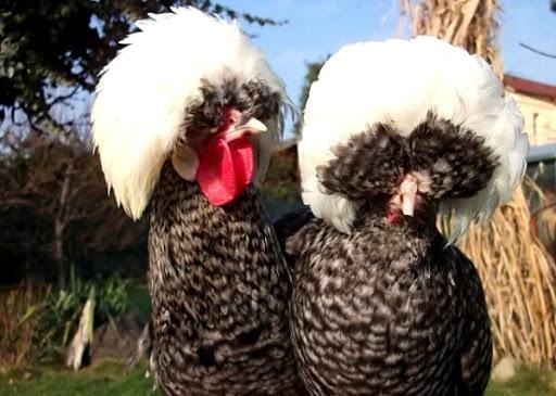 dutch chickens