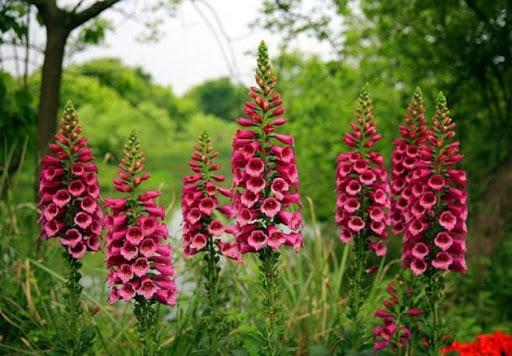 hermosas flores