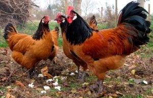 Description and characteristics of chickens of the Forverk breed, rules for keeping and breeding