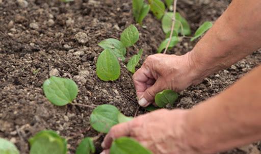 plantando flores