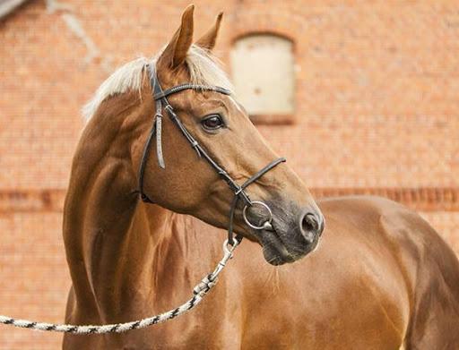 un hermoso caballo