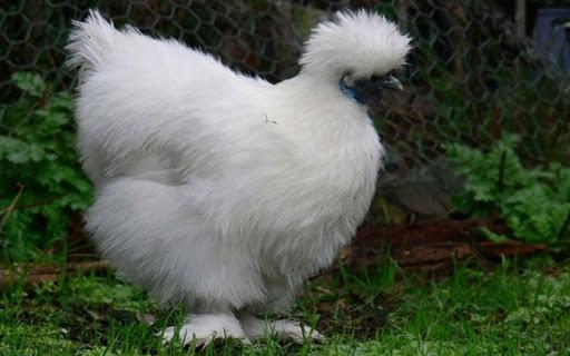 fluffy chickens