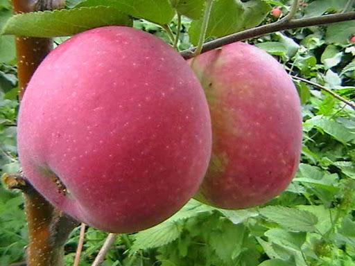 apple trees for siberia Tolunay