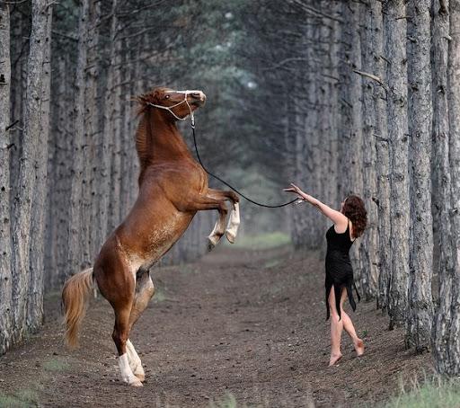 ENTRENAMIENTO DE CABALLOS