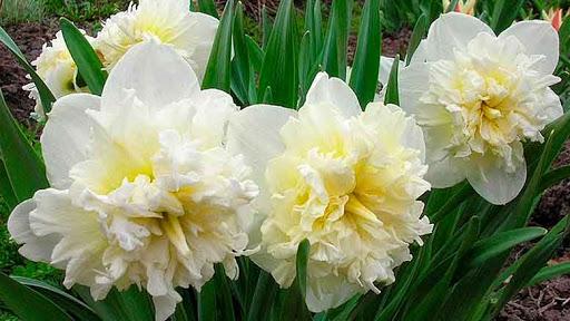 daffodil obdam