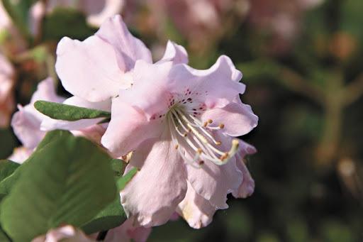 rhododendron de schlippenbach