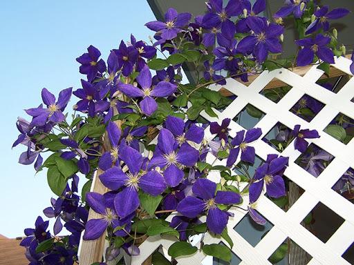 beautiful clematis