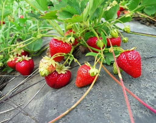 ripe strawberries