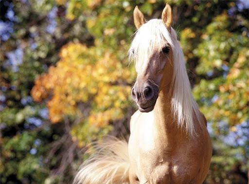 un hermoso caballo