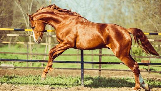 Don horse breed: description and characteristics, features of the content