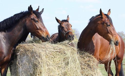 horse nutrition