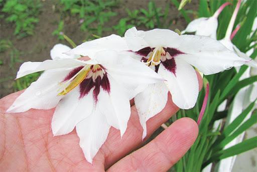 mabangong gladiolus acidander