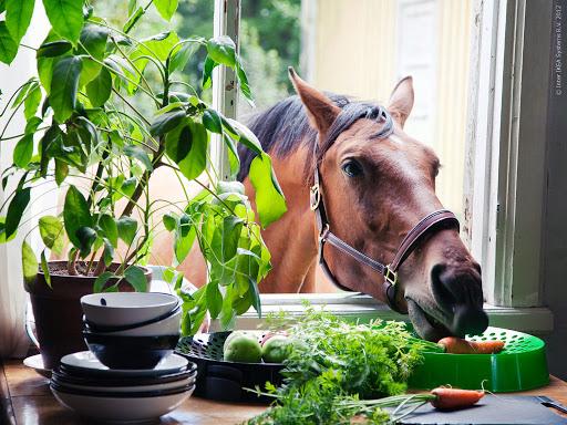 nourrir les chevaux