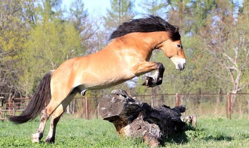 un hermoso caballo