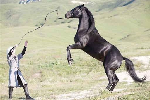 Kabardian horse breed