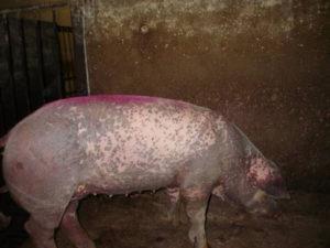 Types and symptoms of skin diseases in pigs, treatment and prevention