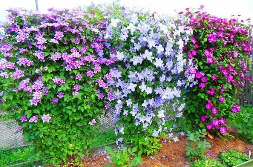 beautiful clematis