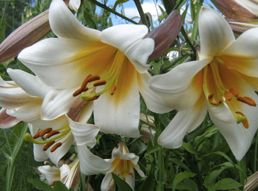 Lily regale