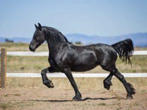 Caractéristiques générales des chevaux noirs, variations de couleur, espèces animales