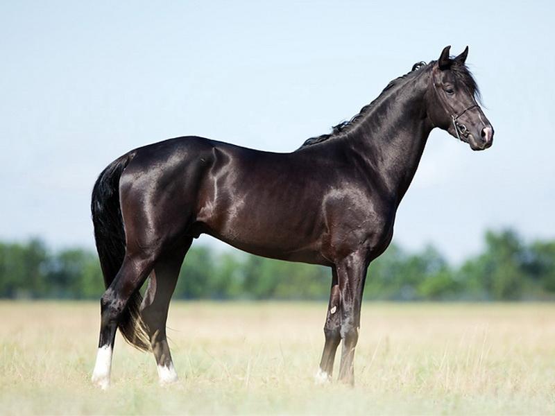 black horse