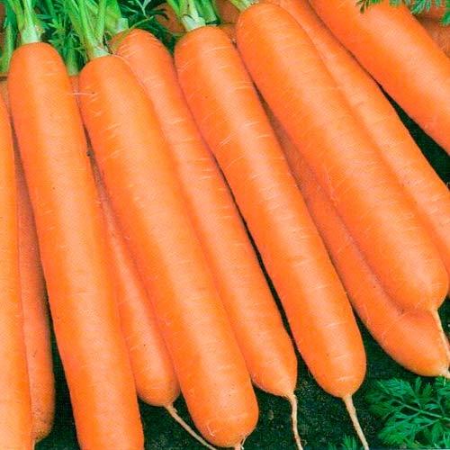 ripe carrots