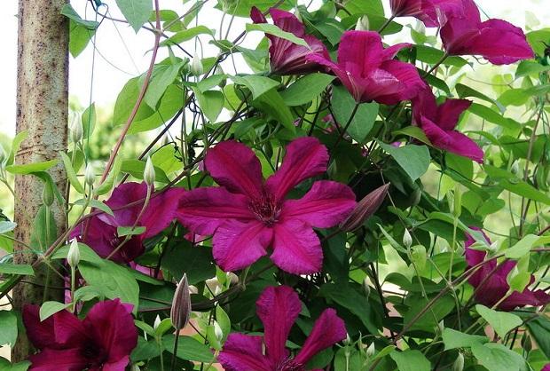 beautiful clematis