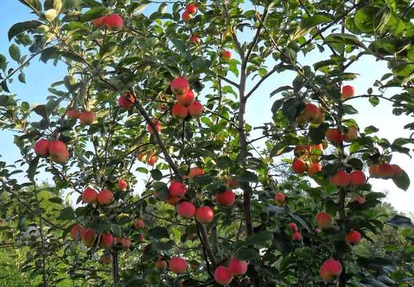 apple trees for siberia