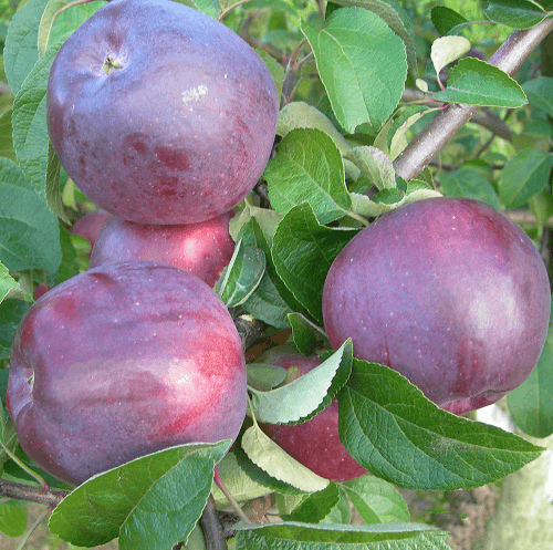 pomme imant